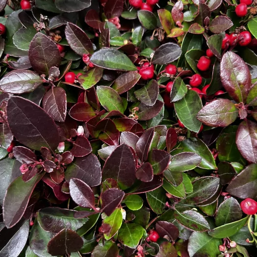 GAULTHERIA procumbens Big Berry D09 x18