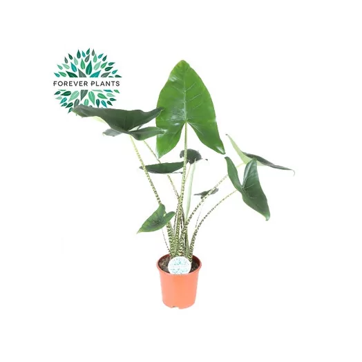 ALOCASIA zebrina D21 P