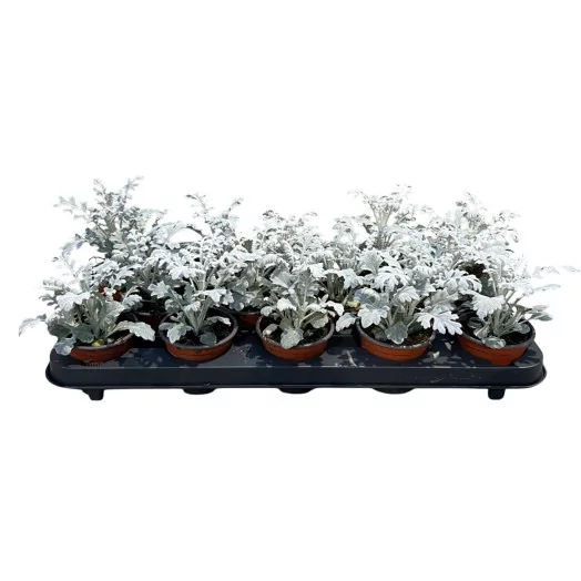 SENECIO hybride D09 x18 Cineraire Maritime
