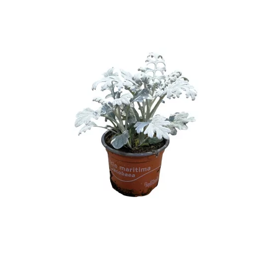 SENECIO hybride D09 x18 Cineraire Maritime