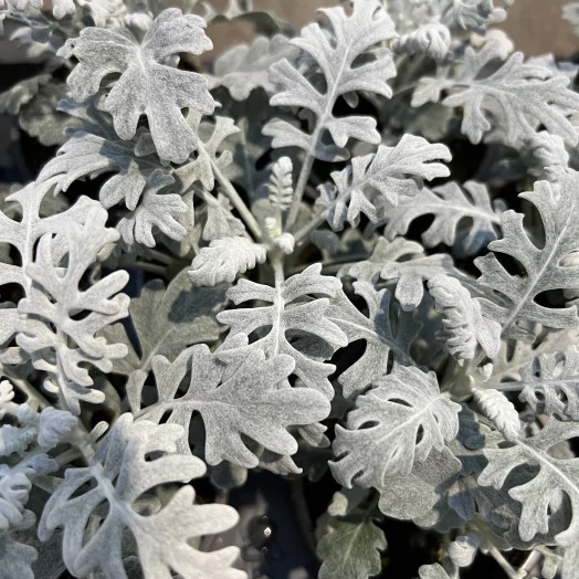 SENECIO hybride D09 x18 Cineraire Maritime
