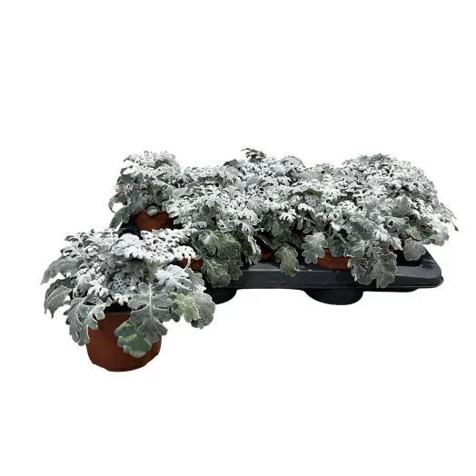 SENECIO x Cineraire Maritime D13 x8
