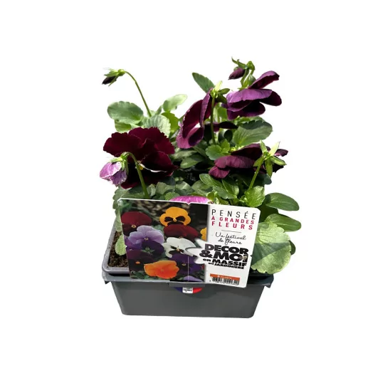 VIOLA cornuta B10LA BARQUETTE Sorbet