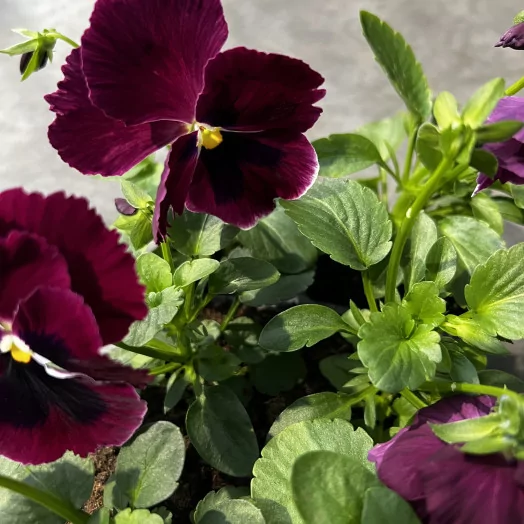 VIOLA cornuta B10LA BARQUETTE Sorbet