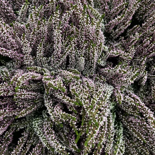 CALLUNA vulgaris D12 X8 Beauty Ladies Pink