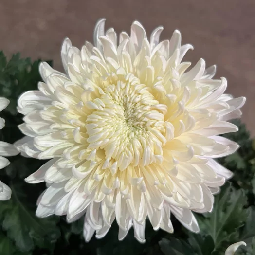 CHRYSANTHEMUM ind MULTI D19 8-9 Tetes