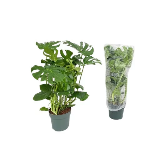 MONSTERA deliciosa D30 110-120CM