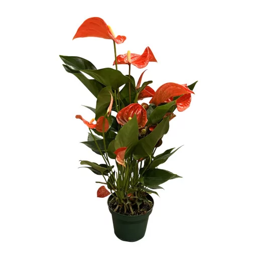 ANTHURIUM andreanum D14 P X7 Florida