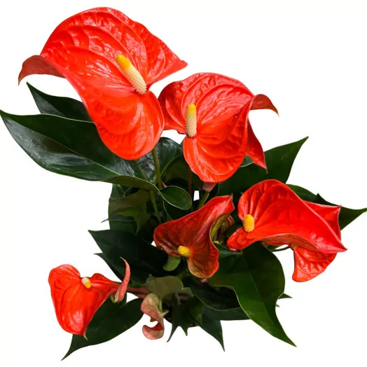 ANTHURIUM andreanum D14 P X7 Florida