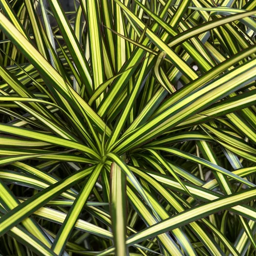 DRACAENA marginata D24 Sunray 110-120CM