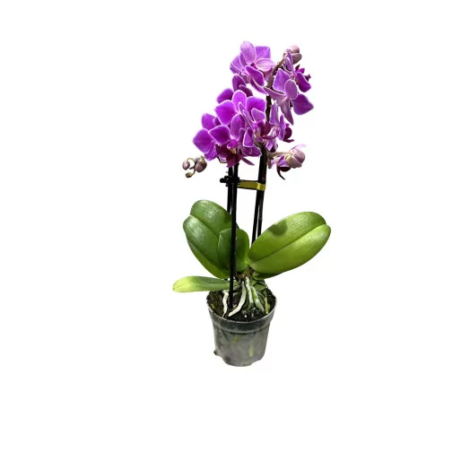 PHALAENOPSIS x D07 2BR P X8 Opti Friend BLANC