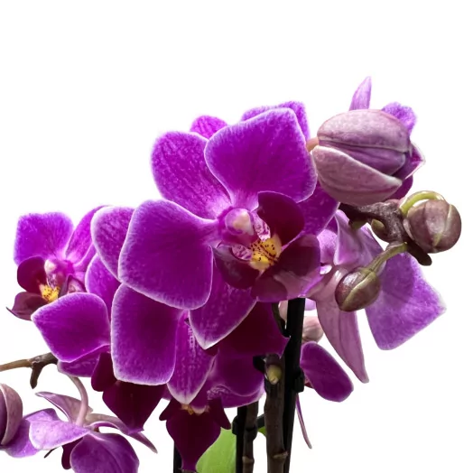 PHALAENOPSIS x D07 2BR P X8 Opti Friend BLANC