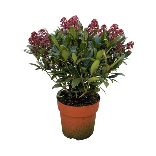 SKIMMIA japonica D29 Rubella