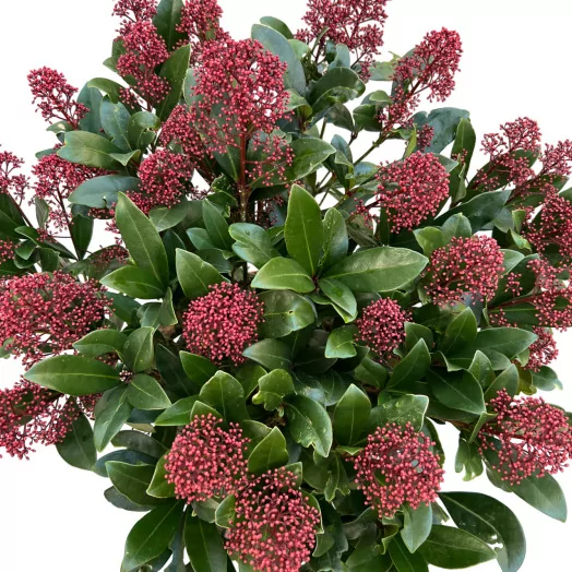 SKIMMIA japonica D29 Rubella