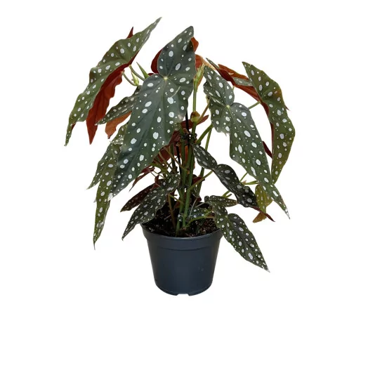 BEGONIA maculata D17 P Albo Picta