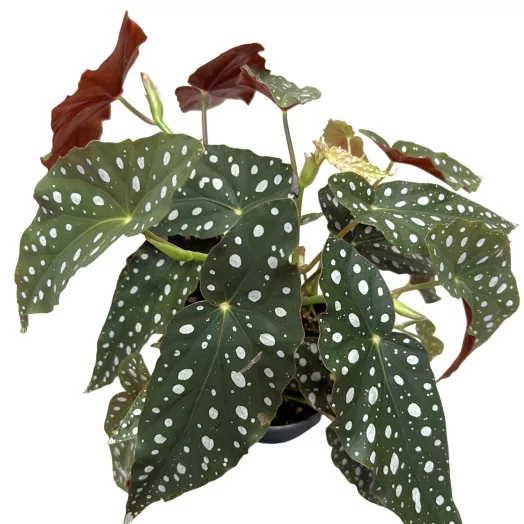 BEGONIA maculata D17 P Albo Picta