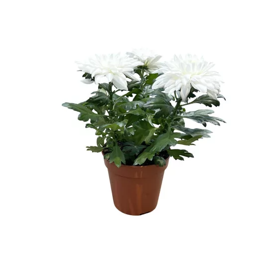 CHRYSANTHEMUM ind MULTI D13 X8 Supernova