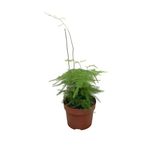 ASPARAGUS setaceus D12 X10