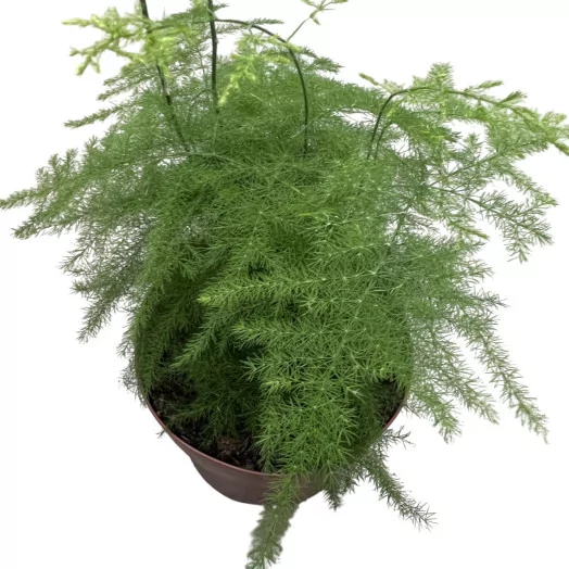 ASPARAGUS setaceus D12 X10