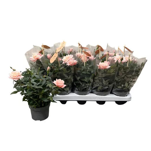 ROSA X D10.5 X15 Rosaroma Pink