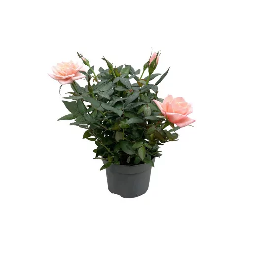 ROSA X D10.5 X15 Rosaroma Pink