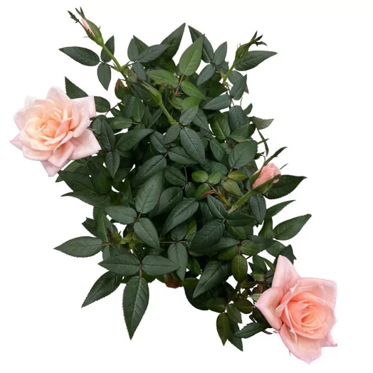 ROSA X D10.5 X15 Rosaroma Pink