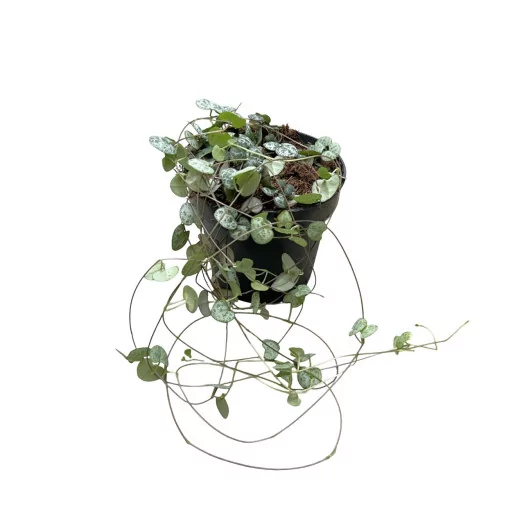 CEROPEGIA woodii D12 P x6