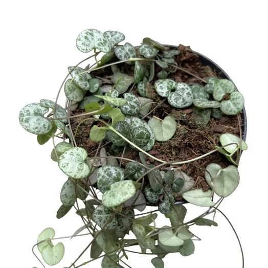 CEROPEGIA woodii D12 P x6