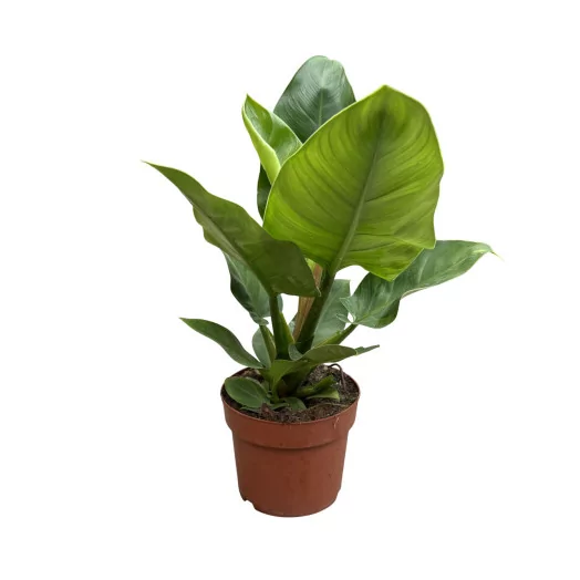 PHILODENDRON pertusum D24 IMPERIAL GREEN