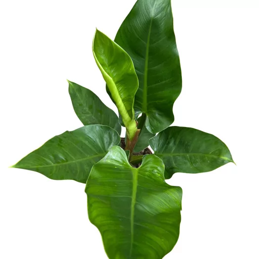 PHILODENDRON pertusum D24 IMPERIAL GREEN