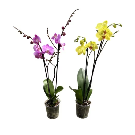 PHALAENOPSIS hybride D12 2BR P X10 MIX