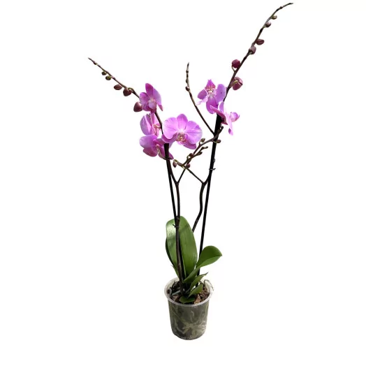 PHALAENOPSIS hybride D12 2BR P X10 MIX