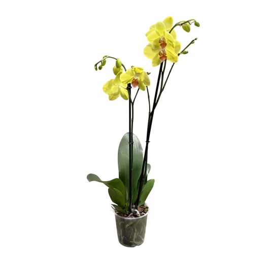 PHALAENOPSIS hybride D12 2BR P X10 MIX