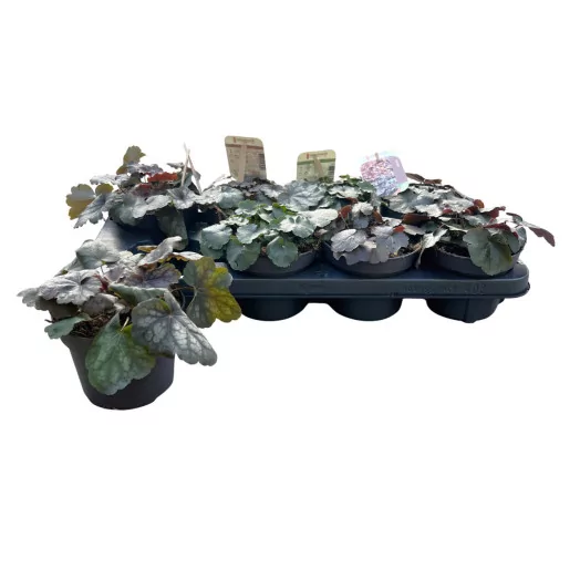 HEUCHERA hybride D12 PX10 Indian Summer MIX