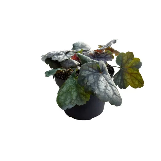 HEUCHERA hybride D12 PX10 Indian Summer MIX