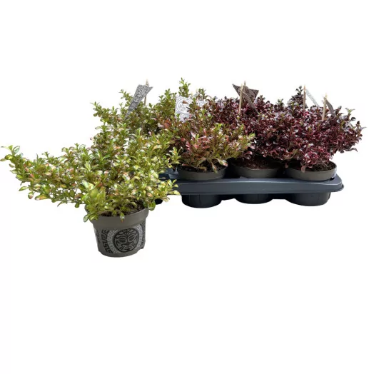 COPROSMA repens D13 x8 MIX