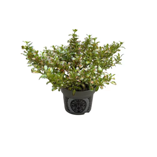COPROSMA repens D13 x8 MIX