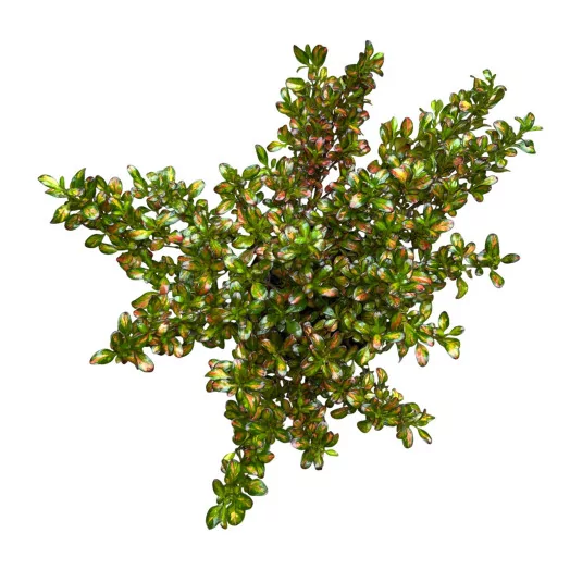 COPROSMA repens D13 x8 MIX