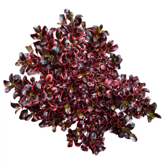 COPROSMA repens D13 x8 MIX