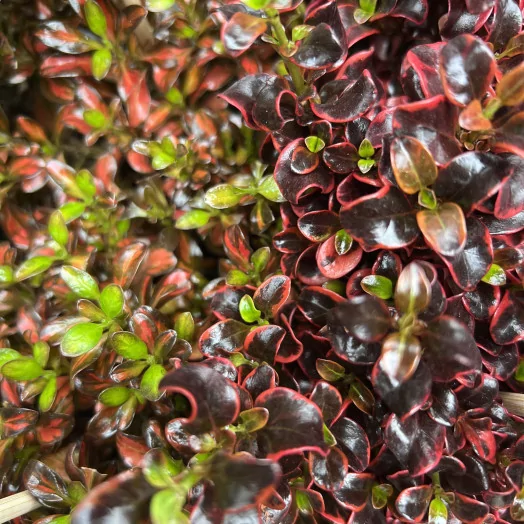 COPROSMA repens D13 x8 MIX