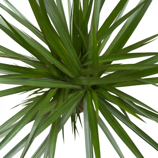 DRACAENA marginata D27 P 90-60-30-15 140-160CM