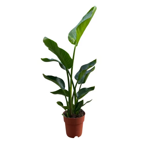 STRELITZIA nicolai D21 120-130CM