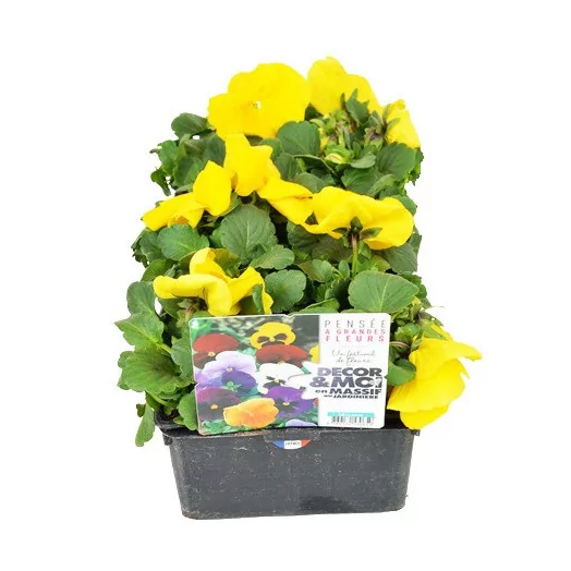 VIOLA wittrockiana B10 LA BARQUETTE Pensee