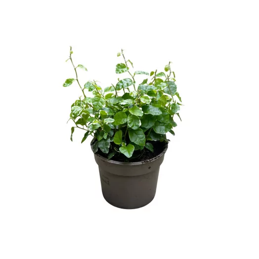 FICUS pumila D09 P x12 White Sunny