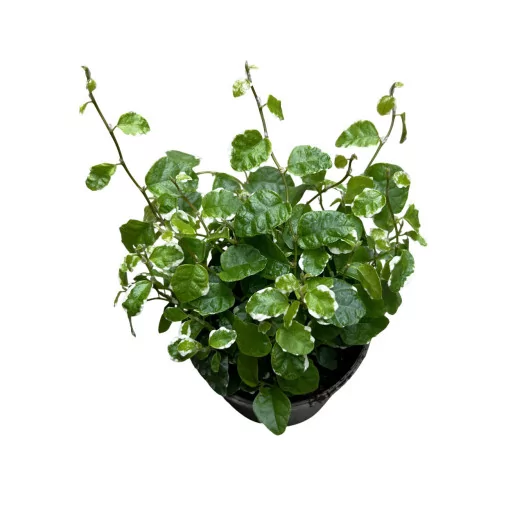 FICUS pumila D09 P x12 White Sunny