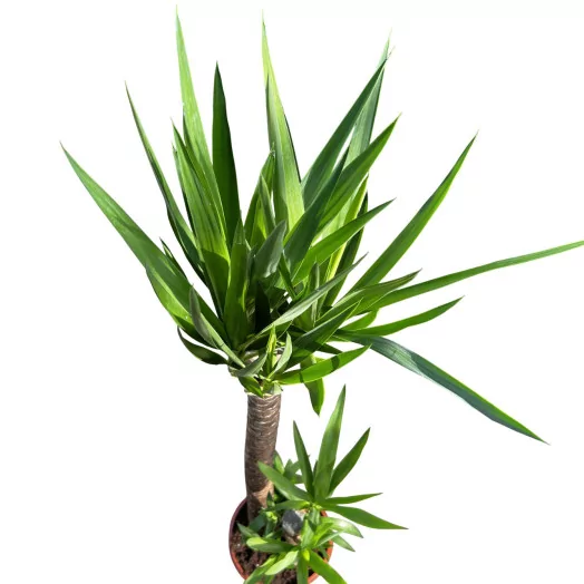 YUCCA elephantipes D24 90-45-20 130-140CM