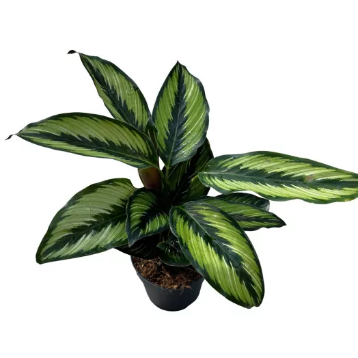 CALATHEA x D12 X8 Beauty Star