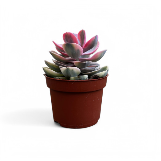 ECHEVERIA hybride D10 P X8 Rainbow