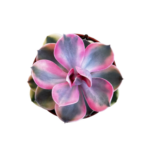 ECHEVERIA hybride D10 P X8 Rainbow