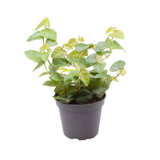 MINI FICUS pumila D06X12 Arina